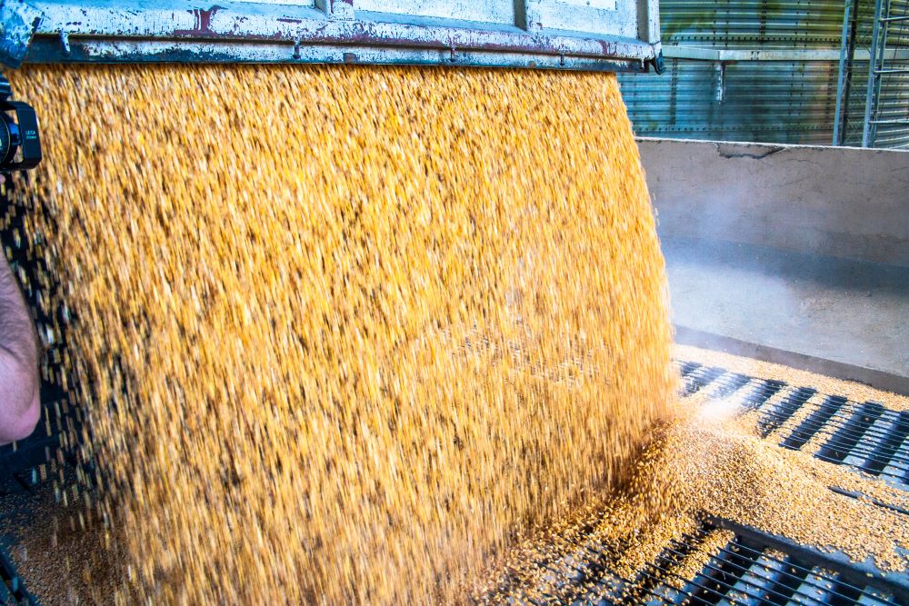 The Hidden Costs of Regulatory Compliance in Animal Feed Manufacturing